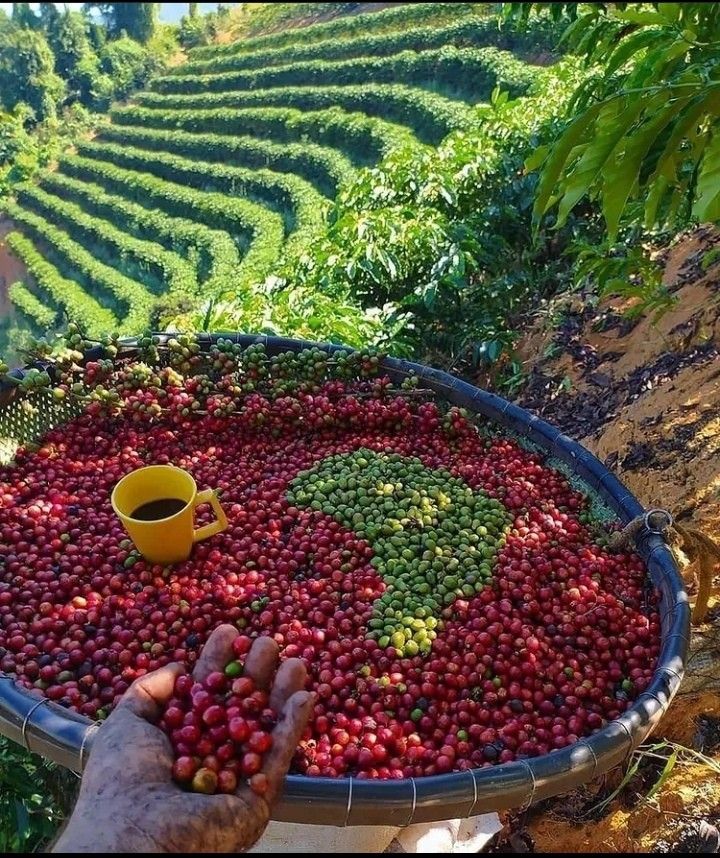 Arabica Coffee Background